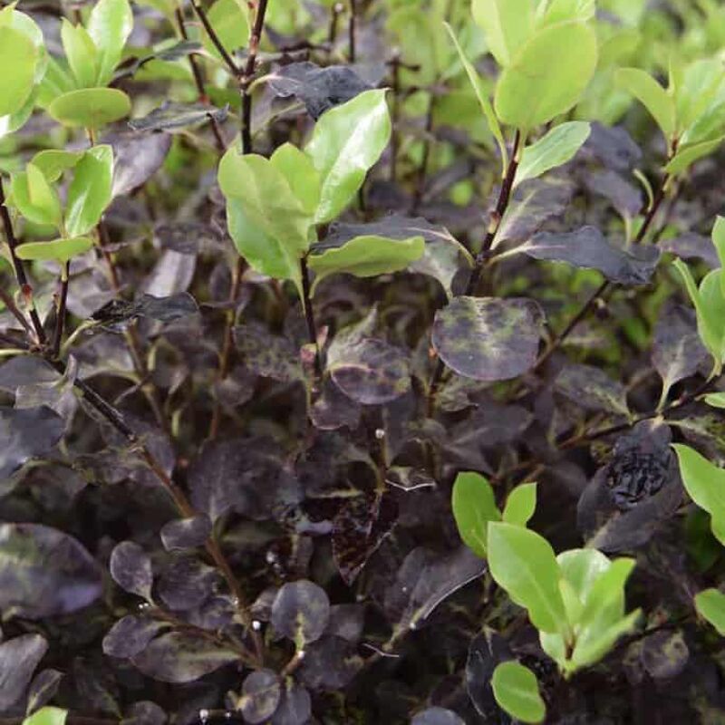 Pittosporum tenuifolium 'Tom Thumb' 20-30 cm